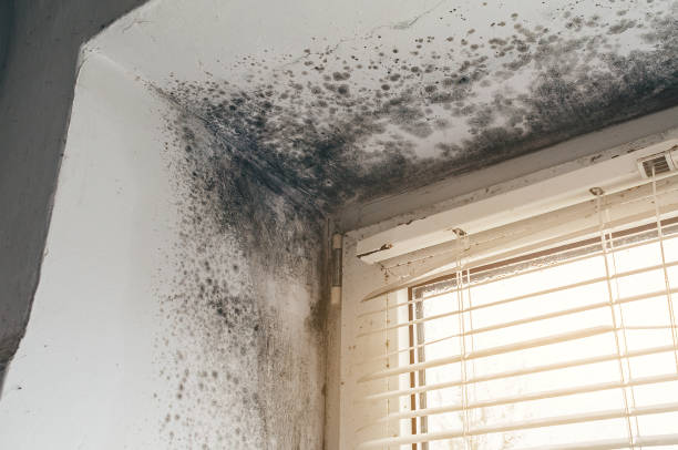 Affordable Mold Remediation solutions in Hallieford, VA