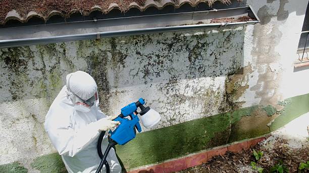 Top rated local Mold Remediation specialists in Hallieford, VA